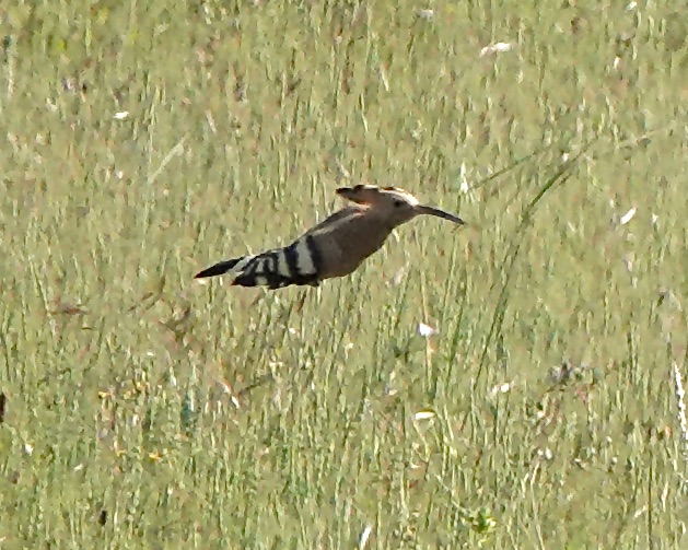 hoopoe